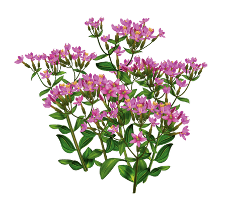 Centaury Alkotox pilieni